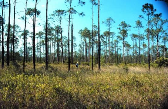 Eastern Woodland Region