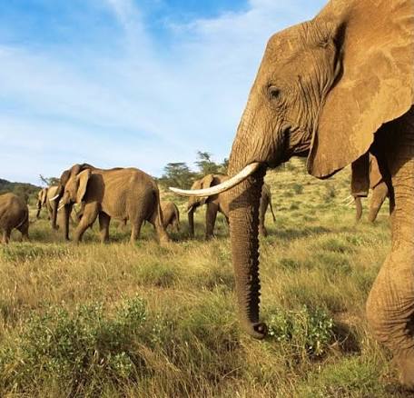 Elephant Corridors