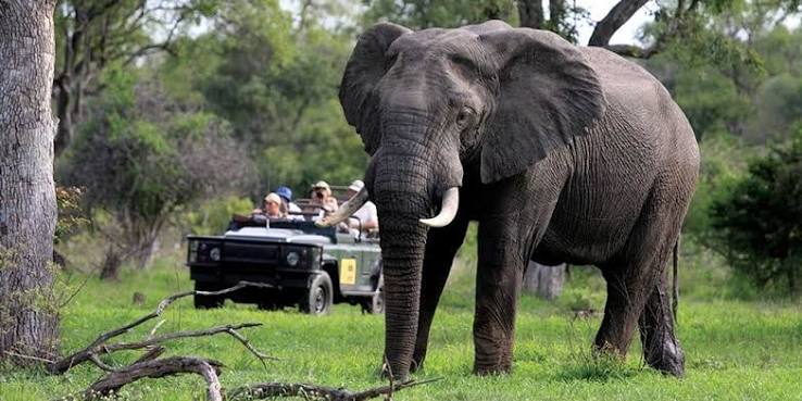Elephant Crossing Points