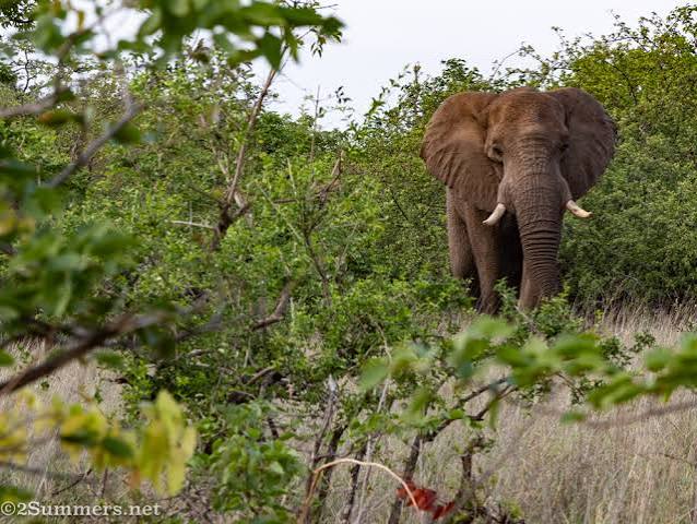 Elephant Hide