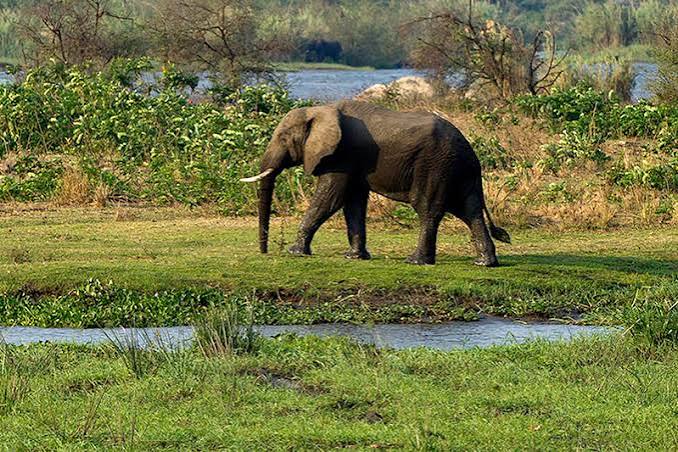 Elephant Marsh Access Point