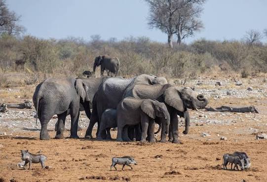Elephant Migration Routes