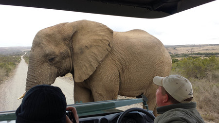 Elephant Viewing Areas