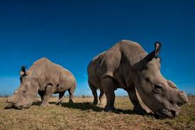 Endangered Species Enclosure