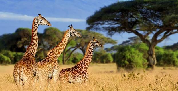 Endoro Wildlife Management Area