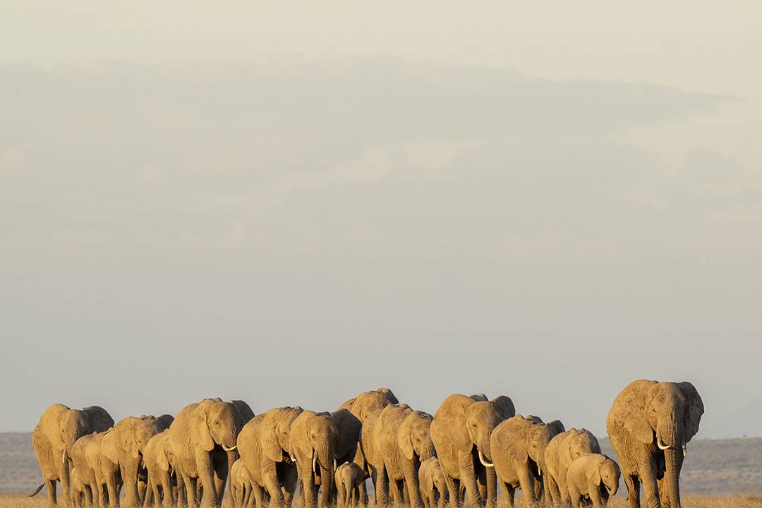 Eselenkei Conservancy