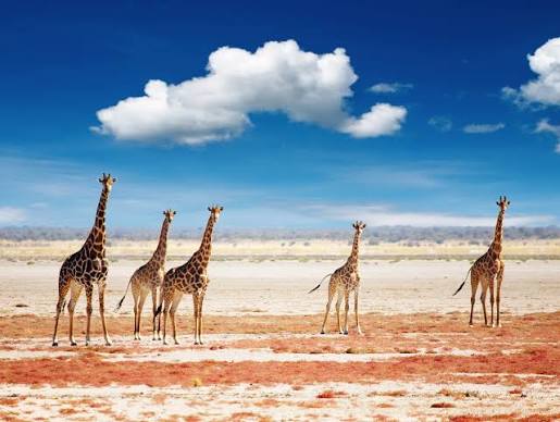 Etosha National Park
