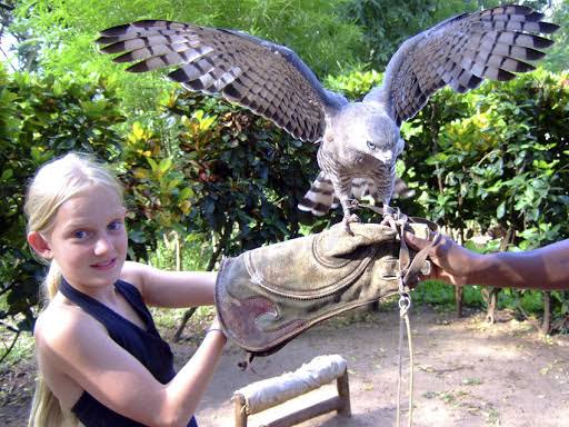 Falconry of Kenya