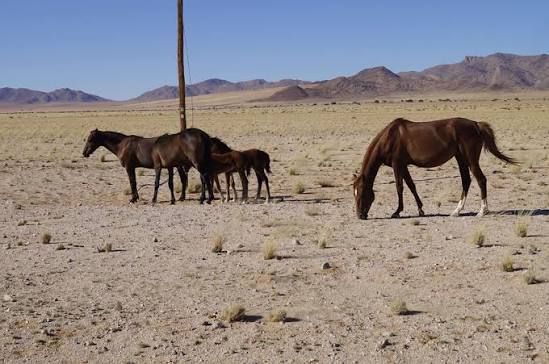 Feral Horse Observation Area
