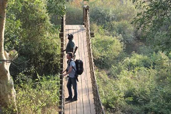 Fig Forest Guided Walk