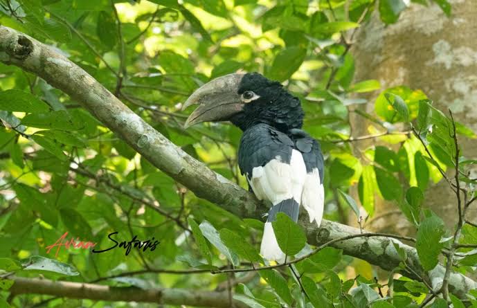 Forest Birding Routes