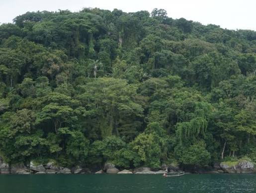 Forest Canopy Viewpoints