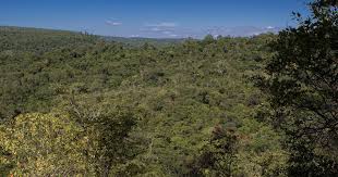 Forest Canopy Viewpoints