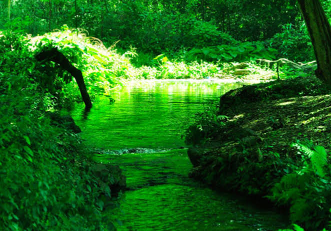 Forty Springs