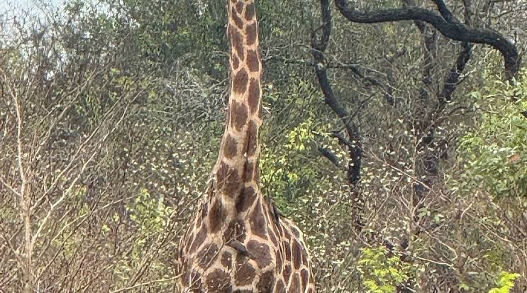 Giraffe Lodge
