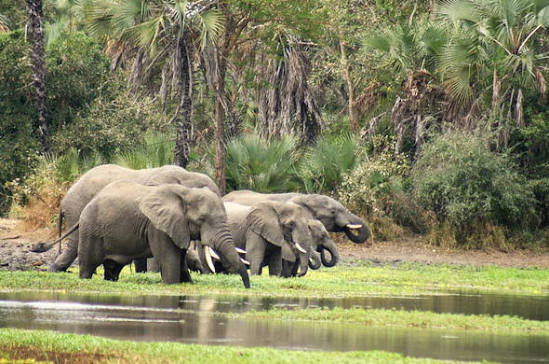 Gorongosa National Park