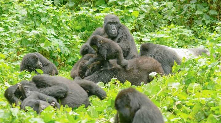 Habinyanja Gorilla Area