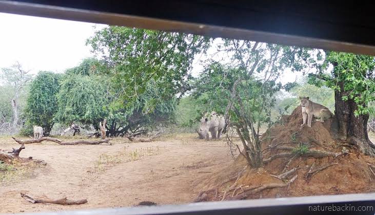 Hide‑Based Wildlife Viewing