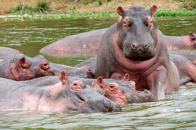 Hippo Pools