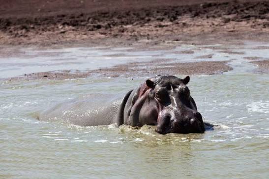 Hippo Pools