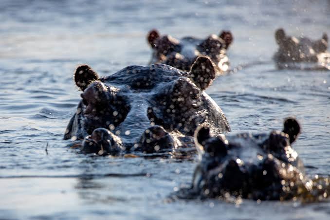 Hippo Pools