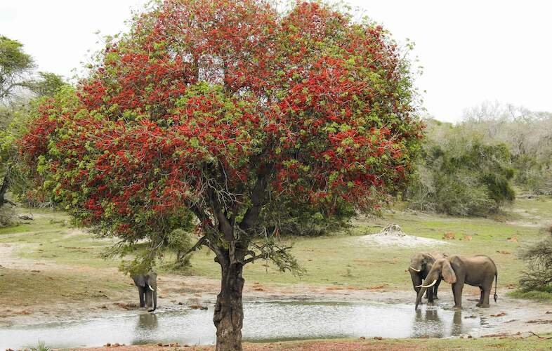 Isimangaliso Wetland Park