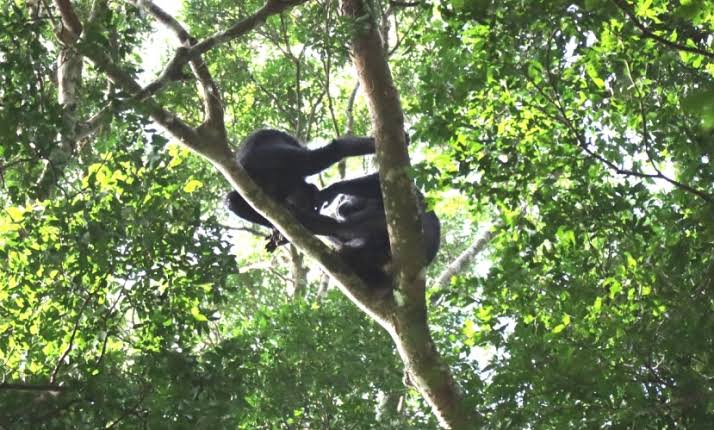 Kaniyo Pabidi Ecotourism Site