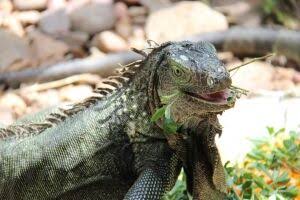 Kinyonga Reptile Centre (Nearby)