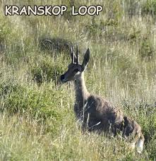 Kranskop Loop