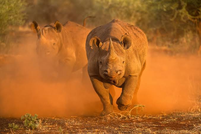 Kulan Group Rhino Sanctuary