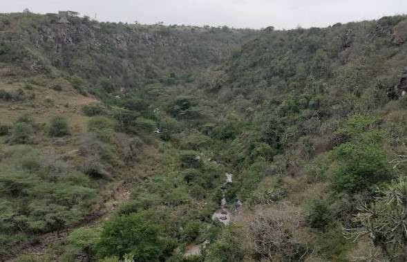 Langata Forest Section