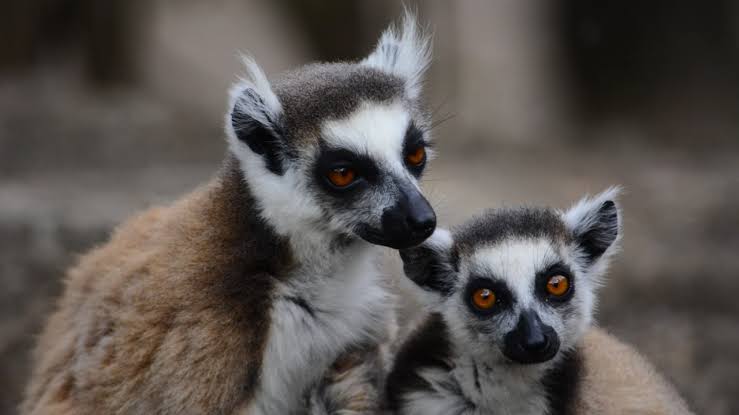 Lemur Island