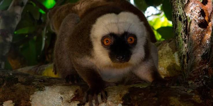 Lemur Observation Zones