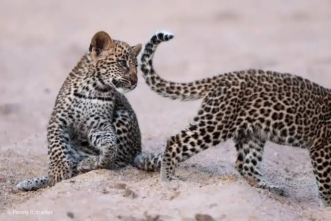 Leopard Creek Areas
