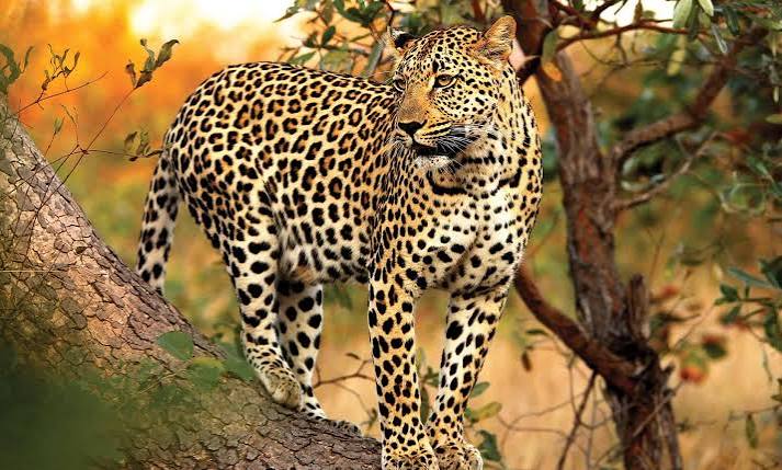 Leopard Hills