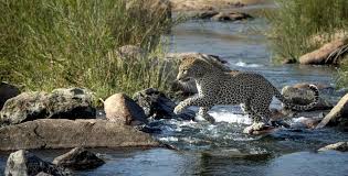 Leopard Territory