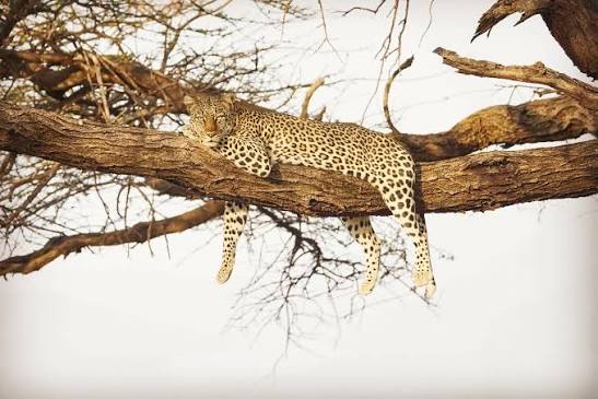 Leopard Viewing Areas