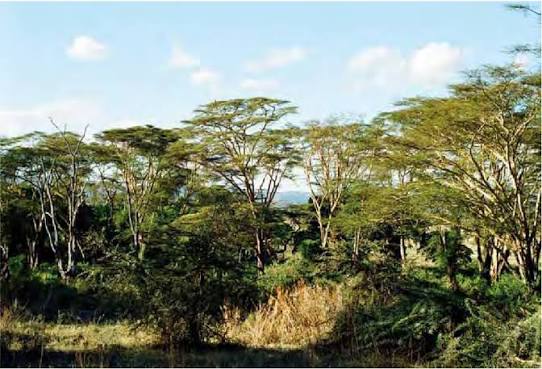 Lerai Forest