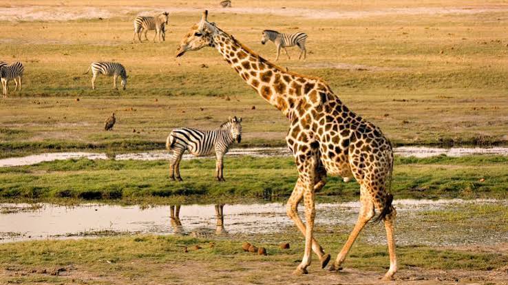 Linyanti Wildlife Reserve