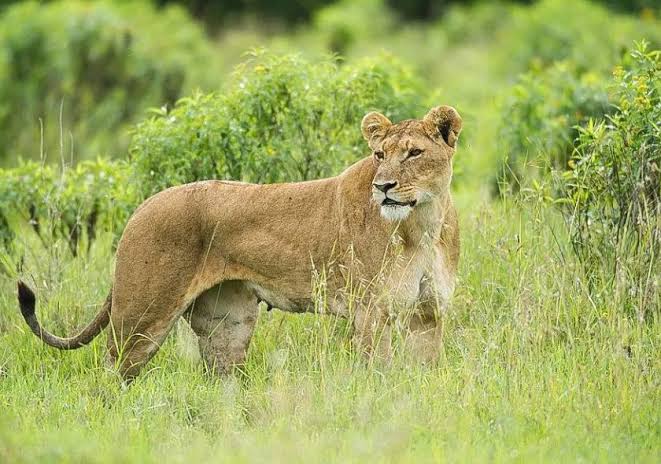 Lion Tracking Experience