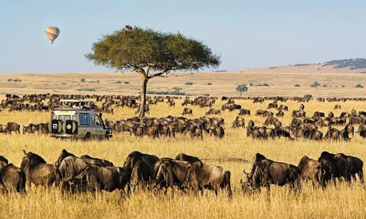Maasai Mara