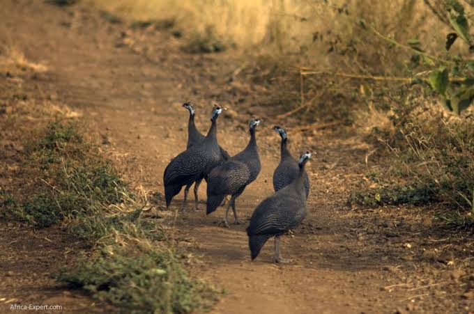 Mago Wildlife Corridors