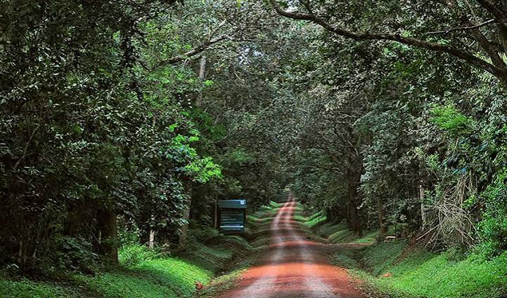 Mahogany Forest Trails