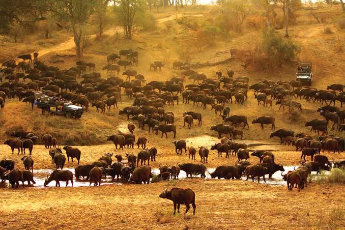 MalaMala Game Reserve