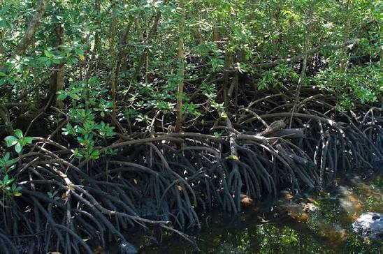 Mangrove Forests