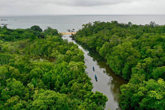 Mangrove Forests