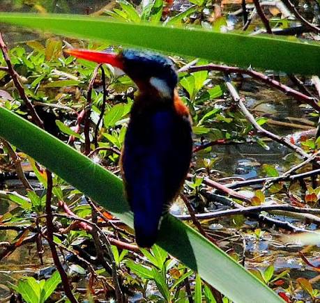 Marakele Bird Hide