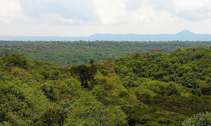 Maramagambo Forest