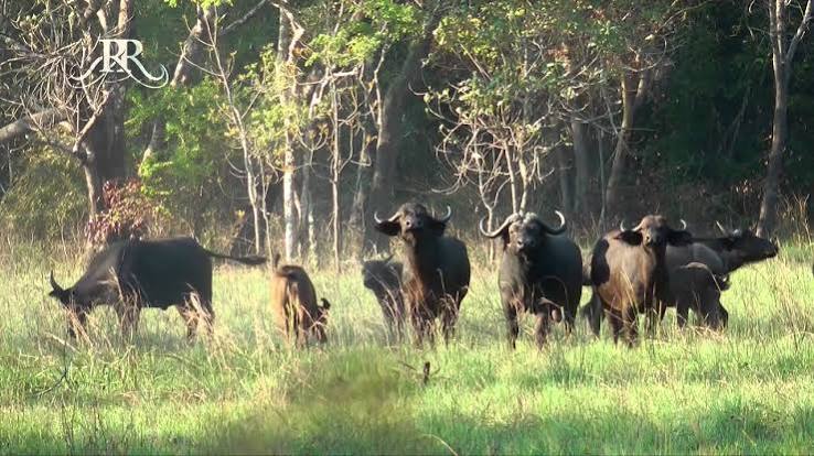 Marromeu Reserve