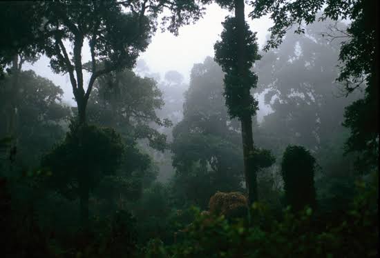 Marsabit Forest